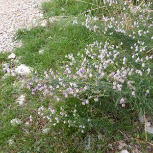 Photographie n°975091 du taxon Linaria repens (L.) Mill. [1768]