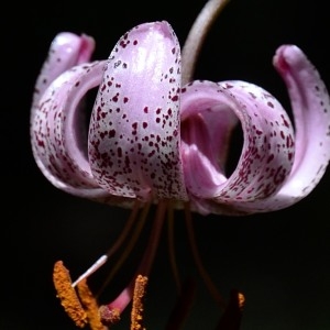 Photographie n°975385 du taxon Lilium martagon L. [1753]