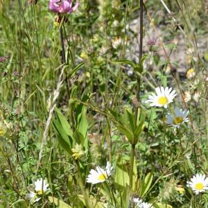 Photographie n°975389 du taxon Lilium martagon L. [1753]