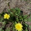  Ans Gorter - Taraxacum obovatum (Waldst. & Kit. ex Willd.) DC. [1809]