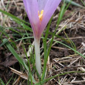 Photographie n°975538 du taxon Colchicum autumnale L. [1753]