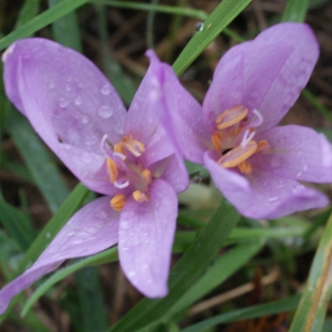 Photographie n°975540 du taxon Colchicum autumnale L. [1753]