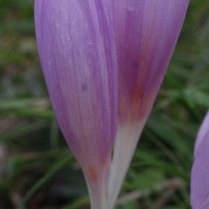 Photographie n°975541 du taxon Colchicum autumnale L. [1753]