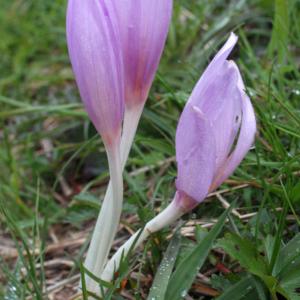 Photographie n°975543 du taxon Colchicum autumnale L. [1753]