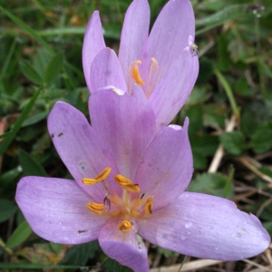 Photographie n°975544 du taxon Colchicum autumnale L. [1753]
