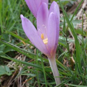 Photographie n°975547 du taxon Colchicum autumnale L. [1753]