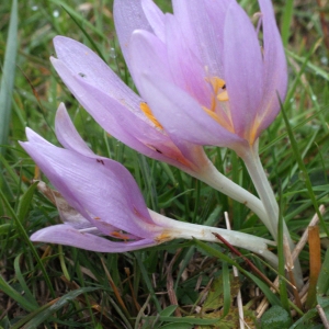 Photographie n°975549 du taxon Colchicum autumnale L. [1753]