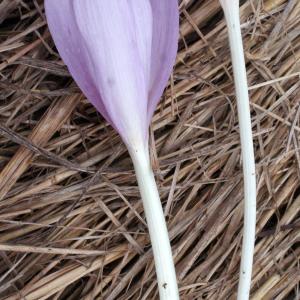 Photographie n°975550 du taxon Colchicum autumnale L. [1753]
