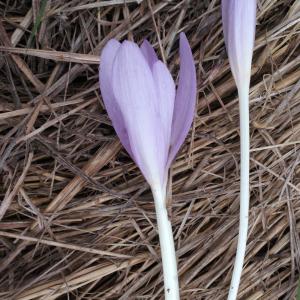 Photographie n°975551 du taxon Colchicum autumnale L. [1753]
