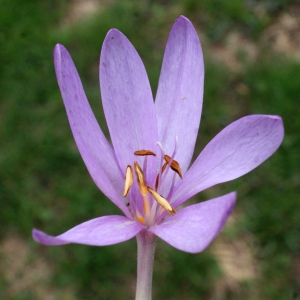Photographie n°975552 du taxon Colchicum autumnale L. [1753]