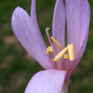 Photographie n°975554 du taxon Colchicum autumnale L. [1753]