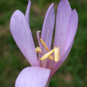 Photographie n°975556 du taxon Colchicum autumnale L. [1753]