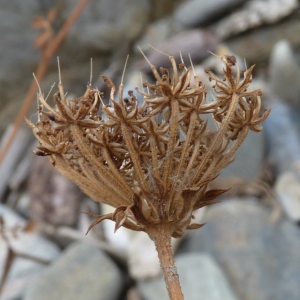 Photographie n°975582 du taxon Daucus carota subsp. hispanicus (Gouan) Thell. [1926]