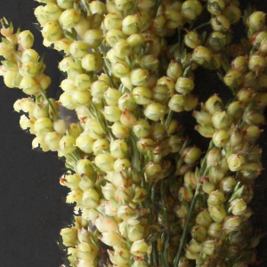 Photographie n°975600 du taxon Sorghum bicolor (L.) Moench [1794]