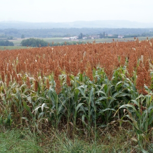 Photographie n°975619 du taxon Sorghum bicolor (L.) Moench [1794]