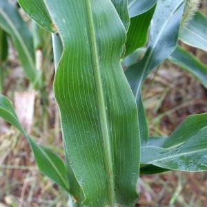 Photographie n°975625 du taxon Sorghum bicolor (L.) Moench [1794]