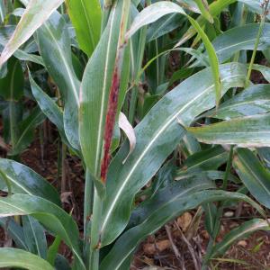 Sorghum saccharatum subsp. vulgare (Pers.) Hayek (Millet à balai)