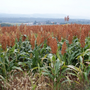 Photographie n°975632 du taxon Sorghum bicolor (L.) Moench [1794]