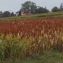  Liliane Roubaudi - Sorghum bicolor (L.) Moench [1794]