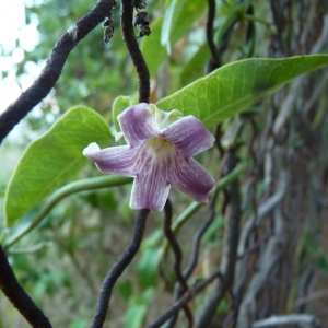 Photographie n°975650 du taxon Araujia sericifera Brot.