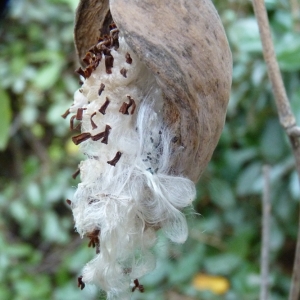 Photographie n°975652 du taxon Araujia sericifera Brot.