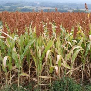 Photographie n°975656 du taxon Sorghum bicolor (L.) Moench [1794]