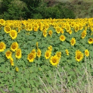 Photographie n°975735 du taxon Helianthus annuus L. [1753]