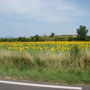 Photographie n°975736 du taxon Helianthus annuus L. [1753]