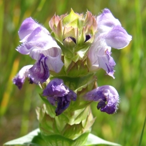 Photographie n°975760 du taxon Prunella hyssopifolia L. [1753]