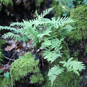 Photographie n°975789 du taxon Polypodium interjectum Shivas [1961]