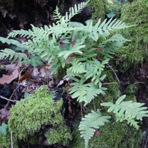 Photographie n°975790 du taxon Polypodium interjectum Shivas [1961]