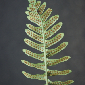 Photographie n°975793 du taxon Polypodium interjectum Shivas [1961]