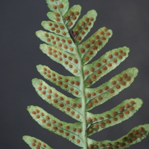 Photographie n°975797 du taxon Polypodium interjectum Shivas [1961]