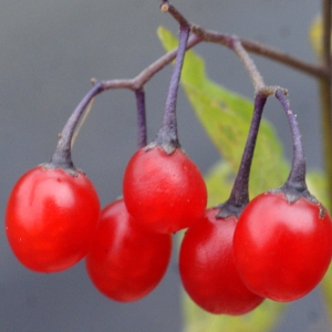 Photographie n°975809 du taxon Solanum dulcamara L. [1753]