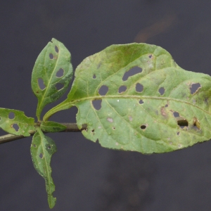 Photographie n°975811 du taxon Solanum dulcamara L. [1753]