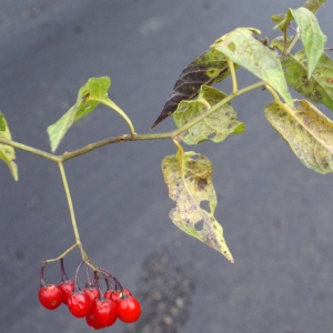 Photographie n°975813 du taxon Solanum dulcamara L. [1753]