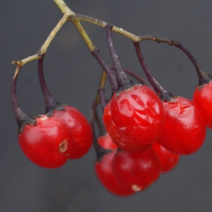 Photographie n°975816 du taxon Solanum dulcamara L. [1753]