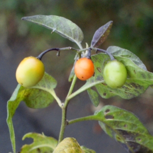 Photographie n°975819 du taxon Solanum dulcamara L. [1753]