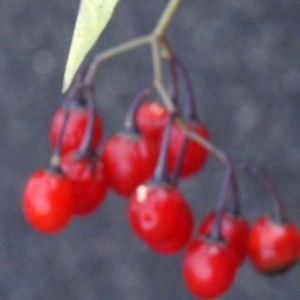 Photographie n°975820 du taxon Solanum dulcamara L. [1753]