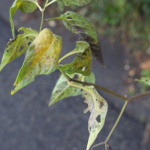 Photographie n°975821 du taxon Solanum dulcamara L. [1753]