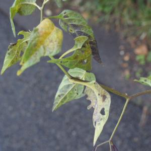 Photographie n°975822 du taxon Solanum dulcamara L. [1753]