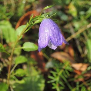 Photographie n°975896 du taxon Campanula L. [1753]