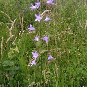 Photographie n°976178 du taxon Campanula rapunculoides L. [1753]