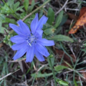 Photographie n°976230 du taxon Cichorium intybus L. [1753]