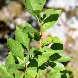 Photographie n°976652 du taxon Lonicera alpigena L. [1753]