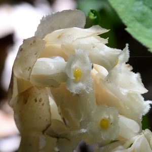  - Monotropa hypopitys L. [1753]