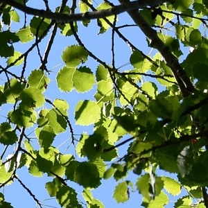 Photographie n°976669 du taxon Populus tremula L. [1753]