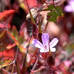 Photographie n°976672 du taxon Geranium robertianum L. [1753]