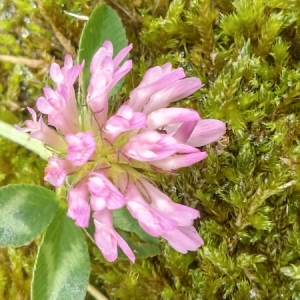 Photographie n°976916 du taxon Trifolium pratense L. [1753]