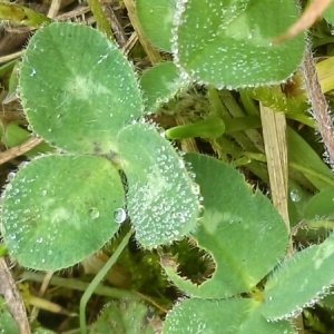 Photographie n°976917 du taxon Trifolium pratense L. [1753]